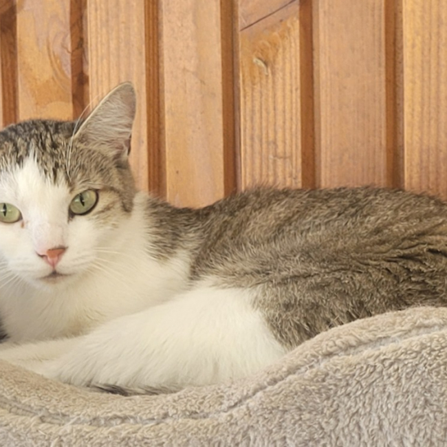 Ruby - Chat Européen à adopter