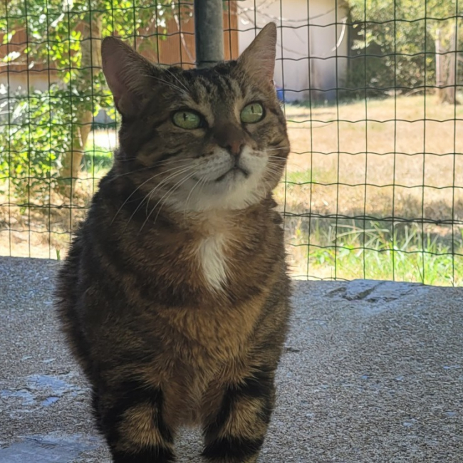 Dareen - Chat Européen à adopter
