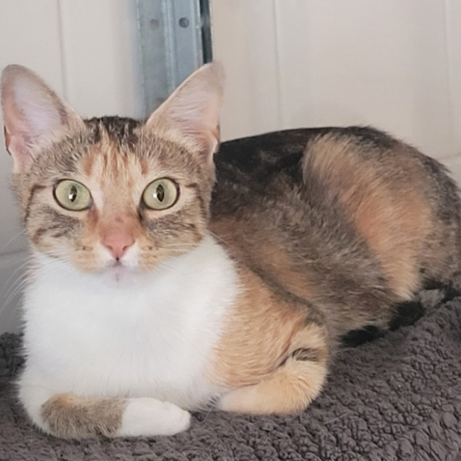 Danouk - Chat Européen à adopter