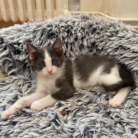 Katemik - Chat Européen à adopter