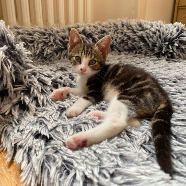 Libunga - Chat Européen à adopter