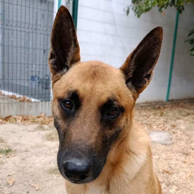 Doxy - Chien Berger Belge Malinois à adopter