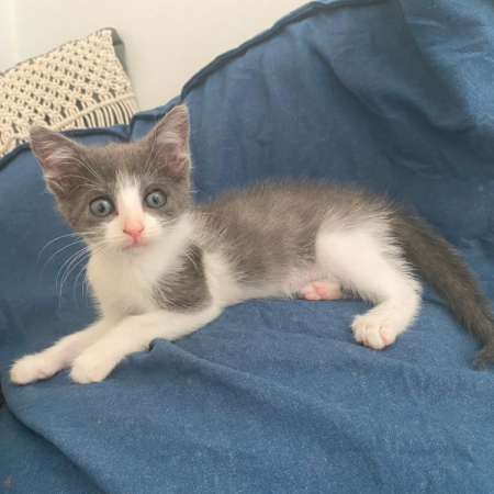 Sasi - Chat Européen à adopter