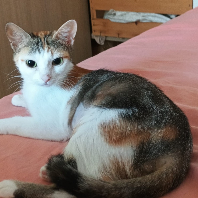 Ezgi - Chat Européen à adopter