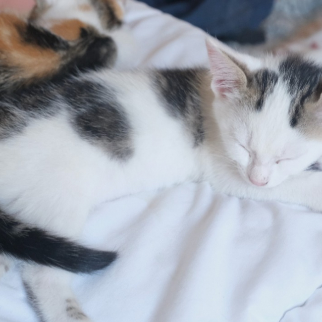 Eireen - Chat Européen à adopter