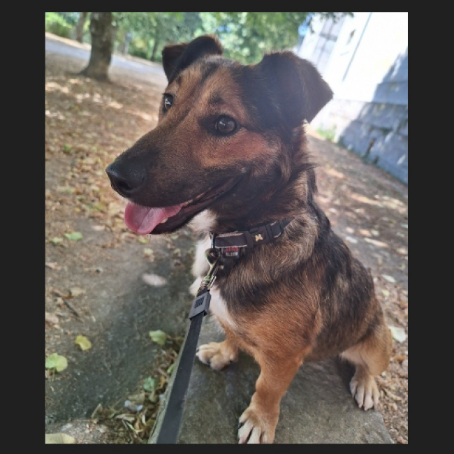 Baguy - Chien Teckel à adopter