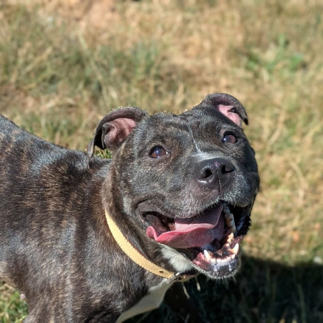 Tika - Chien Staffordshire Bull Terrier à adopter