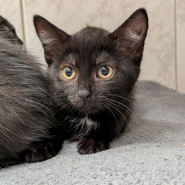 Ambre - Chat Européen à adopter