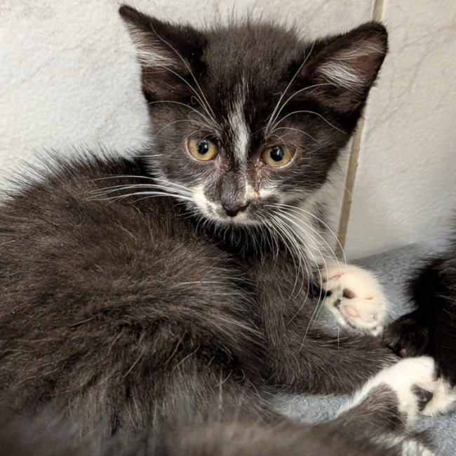 Tarzan - Chat Européen à adopter
