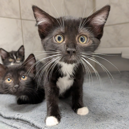 Moka - Chat Européen à adopter