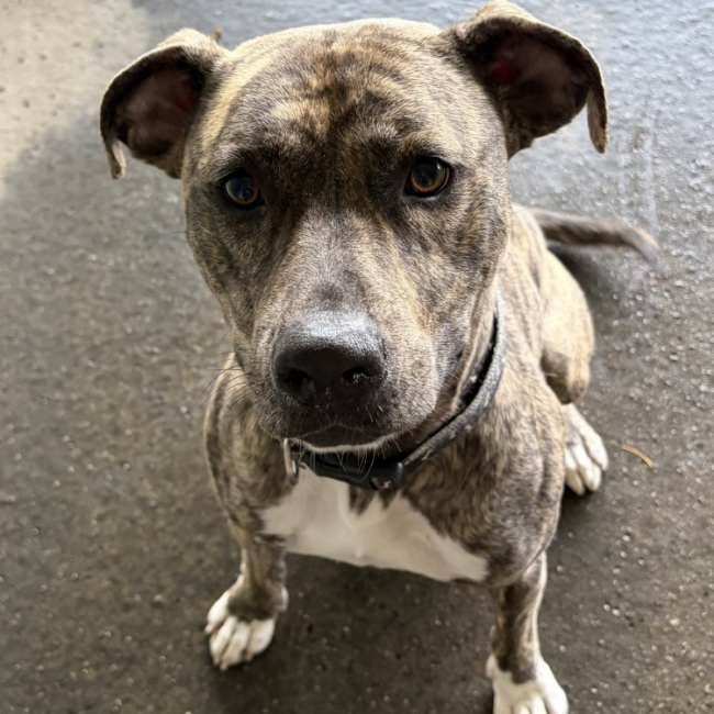 Thanos - Chien à adopter