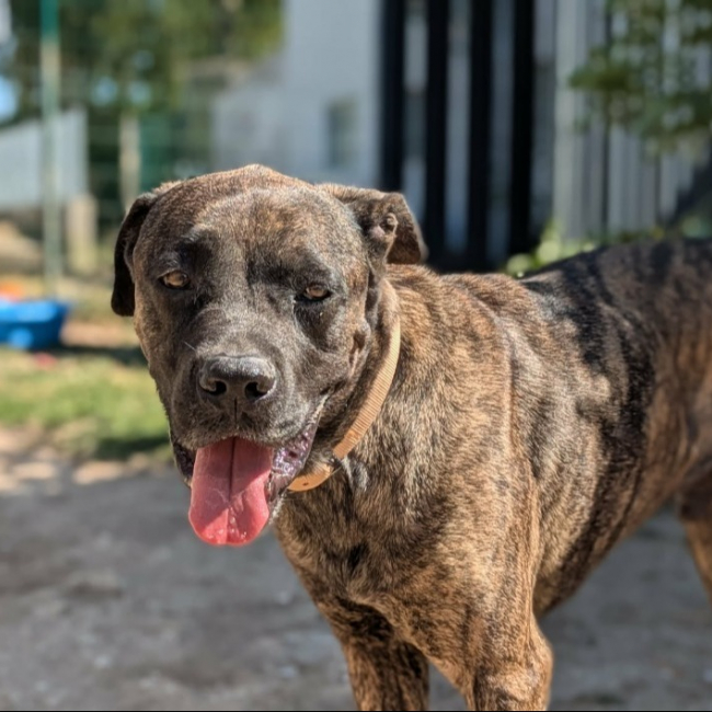 James - Chien à adopter