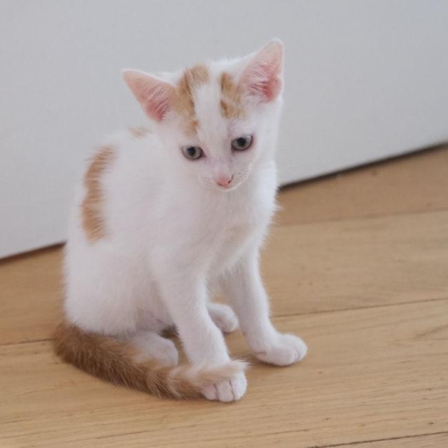 Elidjah - Chat Européen à adopter