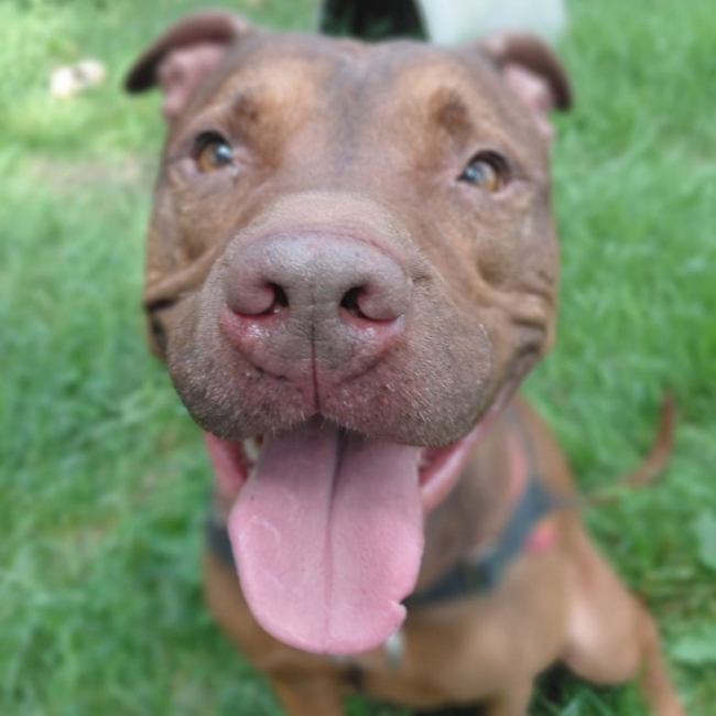 Cooper - Chien à adopter