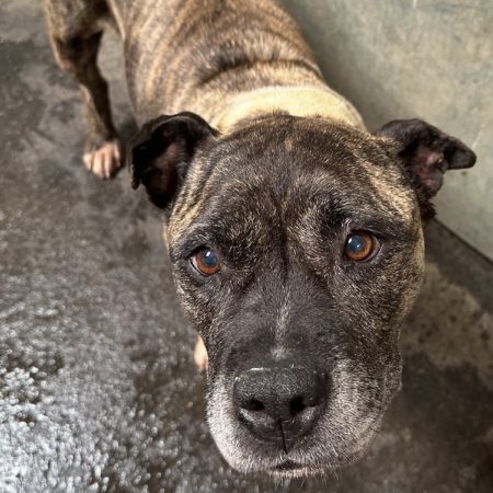 Nikita - Chien à adopter