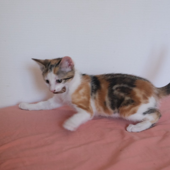 Elisha - Chat Européen à adopter