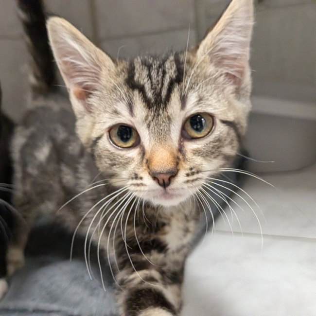 Nova - Chat Européen à adopter