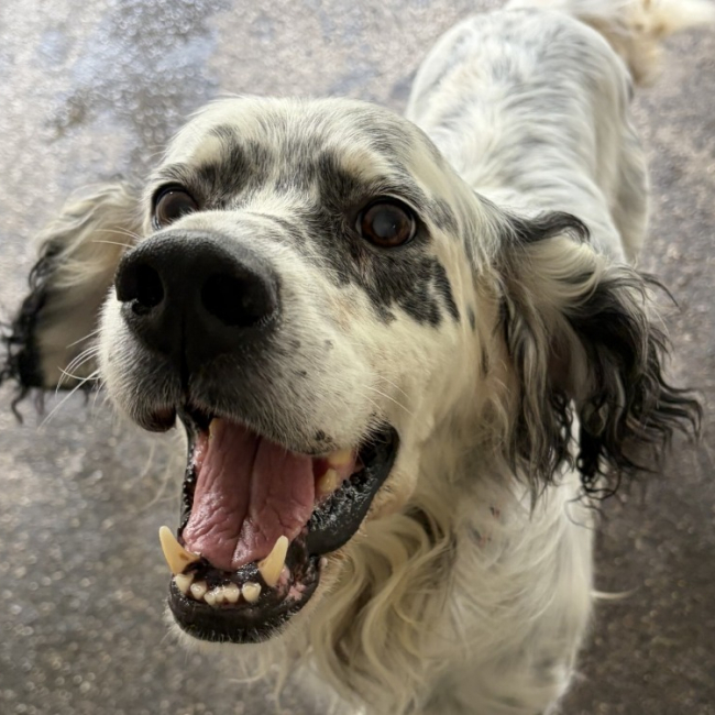 Jazz - Chien Setter Anglais à adopter