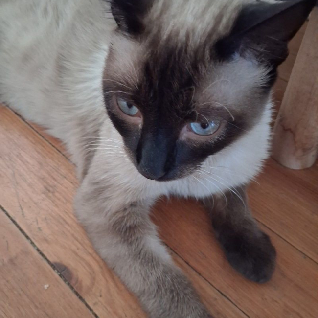 FERDINAND - Chat à adopter