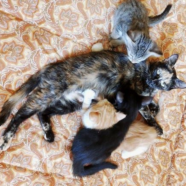 CALYPSO - Chat à adopter