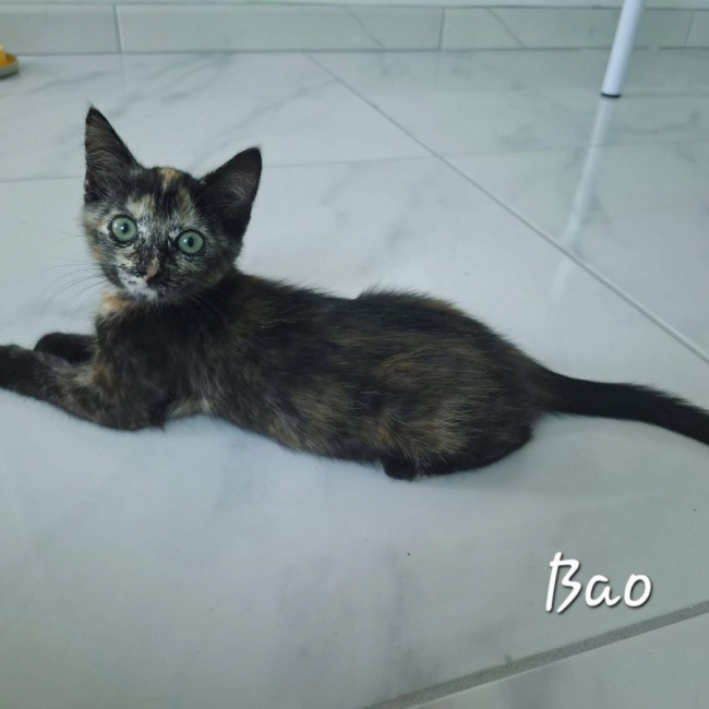 Bao - Chat Européen à adopter