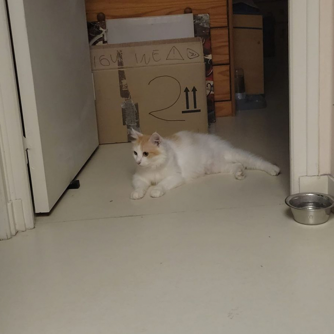 Hope - Chat Européen à adopter