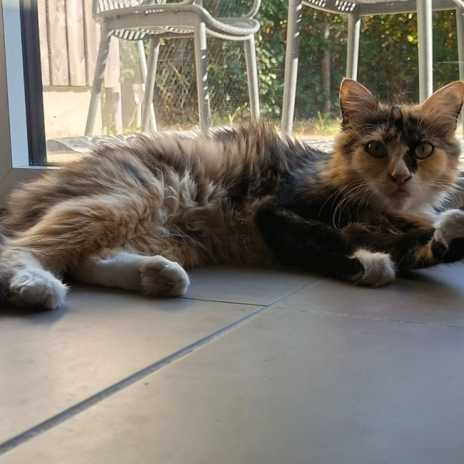 Linéo et Laïus - Chat Européen x Siamois à adopter