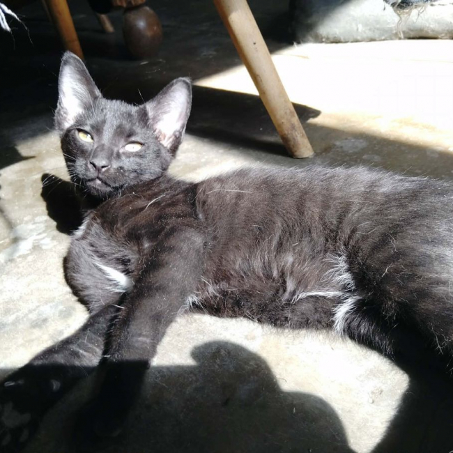 Bozart - Chat Européen à adopter