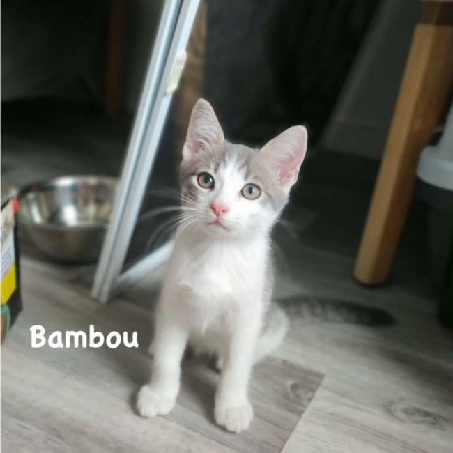 Betty - Chat Européen à adopter