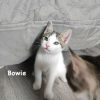 Bowie