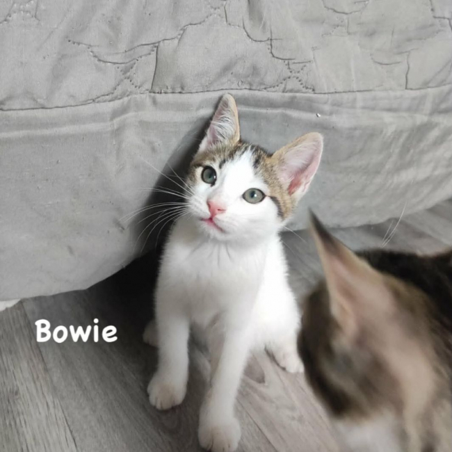 Bowie - Chat Européen à adopter