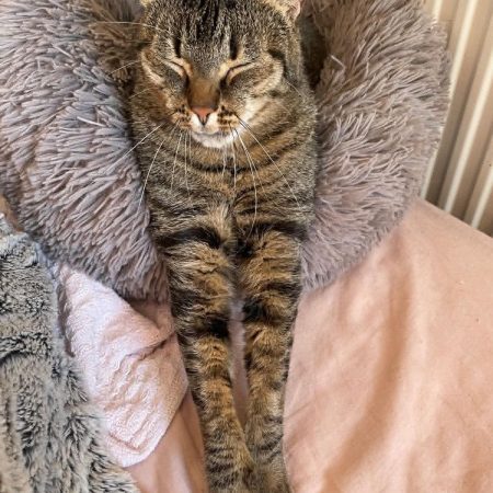 Simba - Chat Européen à adopter