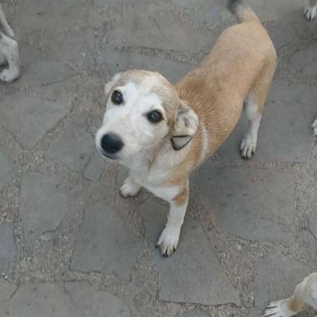 Edna - Chien à adopter