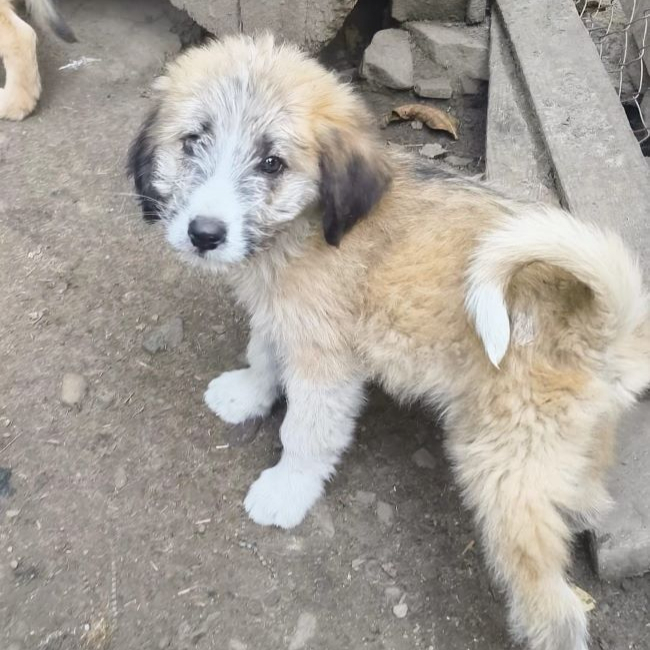 Betsy - Chien à adopter