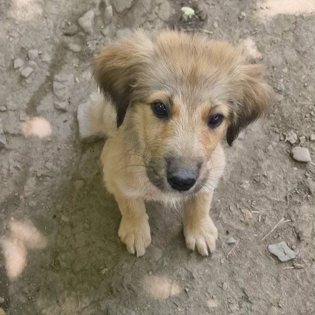 Belinda - Chien à adopter