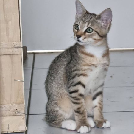 Glinda - Chat Européen à adopter