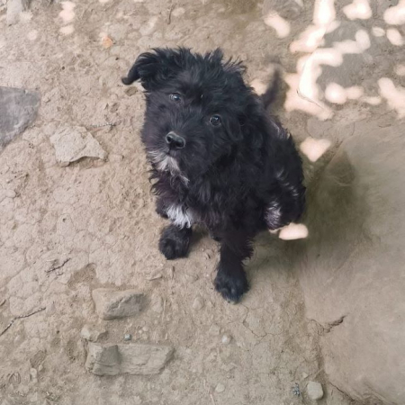Nova - Chien à adopter