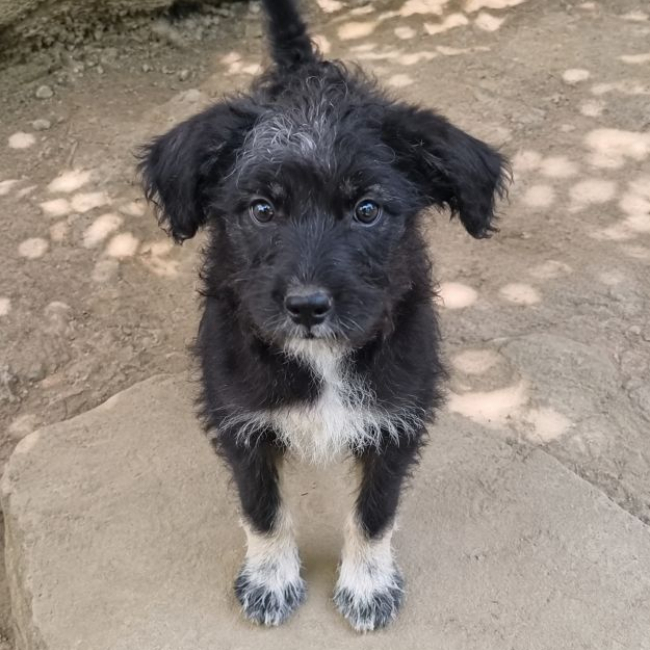 Nacho