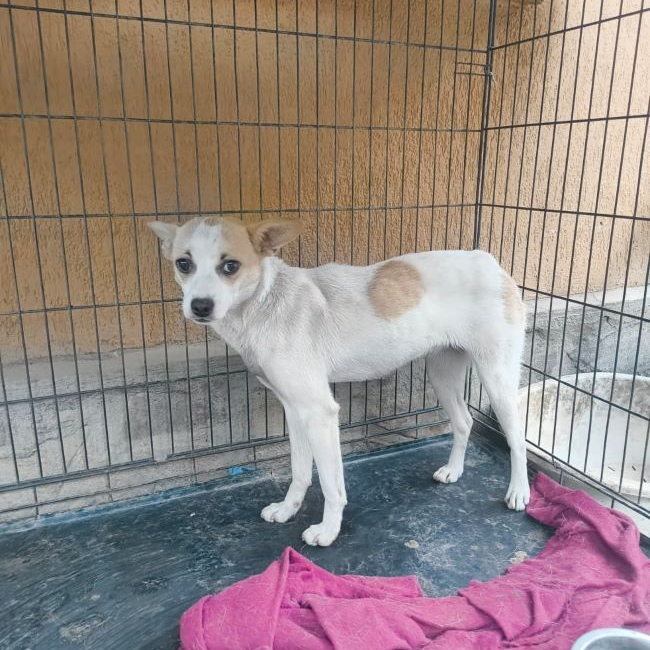 Dulcea - Chien à adopter