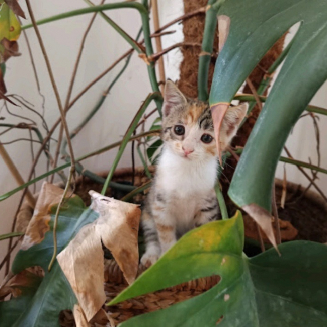 Sunshine - Chat Européen à adopter