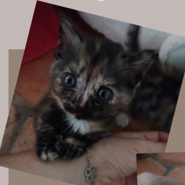 Summer - Chat Européen à adopter