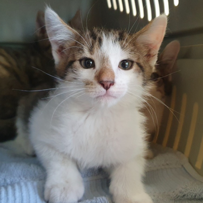 Viennois - Chat Européen à adopter