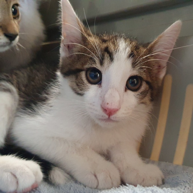 Matcha - Chat Européen à adopter