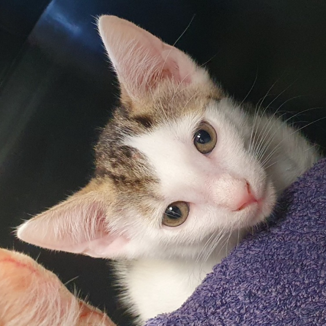 Ocho - Chat Européen à adopter