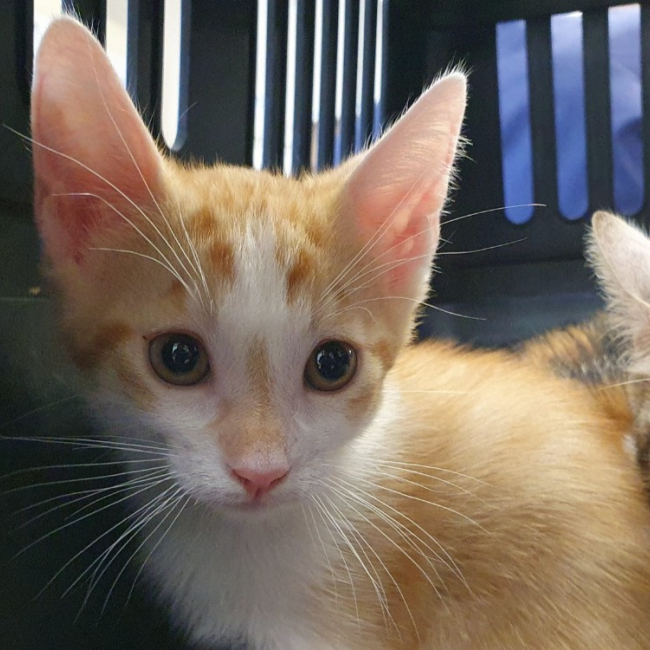 Eight - Chat Européen à adopter
