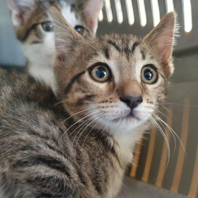 Latte - Chat Européen à adopter