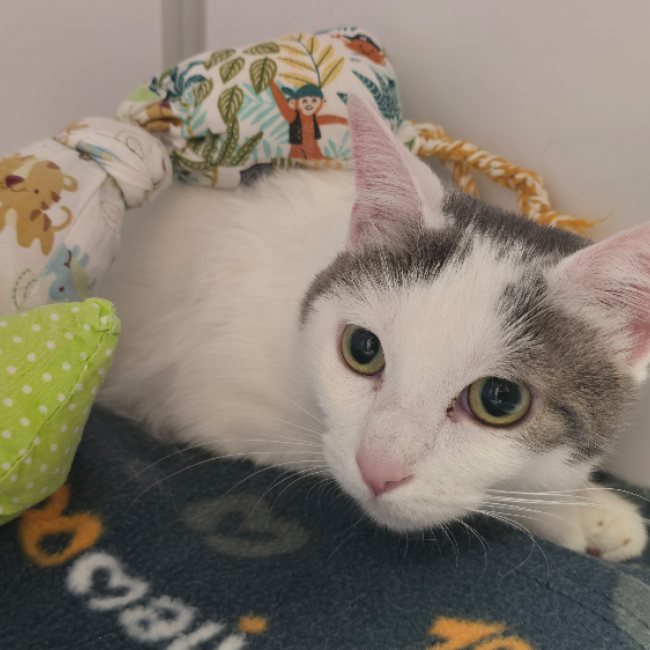 Anatole dit chacha - Chat Européen à adopter