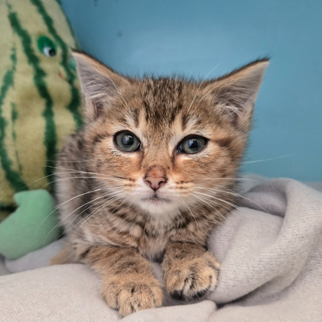 Edgar - Chat Européen à adopter