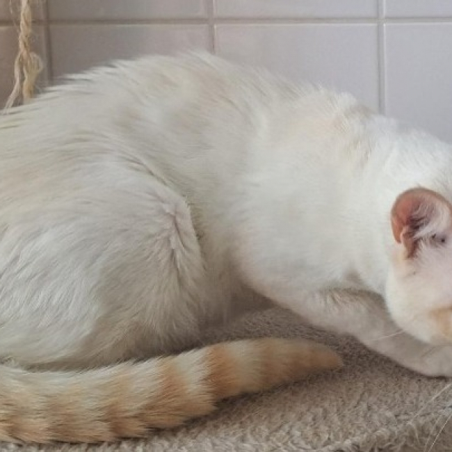 Shiver - Chat Européen à adopter