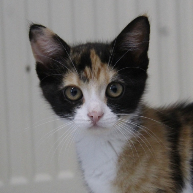 Zeste - Chat Européen à adopter